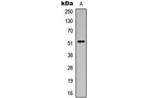 Image no. 1 for anti-Aldehyde Dehydrogenase 3 Family, Member B1 (ALDH3B1) (Center) antibody (ABIN2705434)