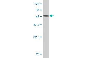Biglycan antibody  (AA 1-368)