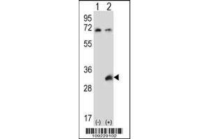 Image no. 1 for anti-Testis-Specific Serine Kinase 6 (TSSK6) (AA 198-228), (C-Term) antibody (ABIN656396)