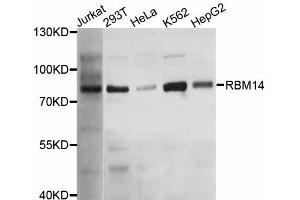 Image no. 1 for anti-RNA Binding Motif Protein 14 (RBM14) antibody (ABIN4904966)