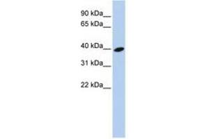 Image no. 1 for anti-ADP-Ribosylation Factor-Like 13B (ARL13B) (AA 252-301) antibody (ABIN6741176)
