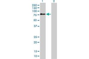 Image no. 1 for anti-Adaptor Protein, phosphotyrosine Interaction, PH Domain and Leucine Zipper Containing 2 (APPL2) (AA 1-664) antibody (ABIN527414)