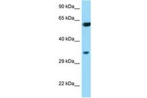 Image no. 1 for anti-BCL2-Associated Athanogene (BAG1) (AA 112-161) antibody (ABIN6749782)