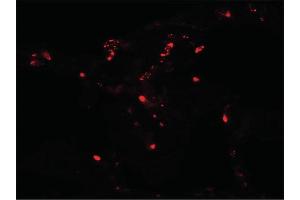 Image no. 2 for anti-Autophagy related 4C Cysteine Peptidase (ATG4C) (C-Term) antibody (ABIN6656912)