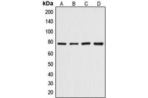 Image no. 1 for anti-DNA Cross-Link Repair 1C (DCLRE1C) (pSer516) antibody (ABIN2705515)