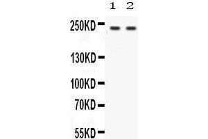 Image no. 2 for anti-Otoferlin (OTOF) (AA 1831-1863), (C-Term) antibody (ABIN3042499)