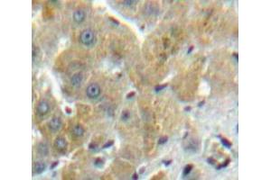 Image no. 2 for anti-Fucosidase, alpha-L- 1, Tissue (FUCA1) (AA 170-420) antibody (ABIN1858926)