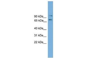 Image no. 2 for anti-Eomesodermin (EOMES) (C-Term) antibody (ABIN2779928)