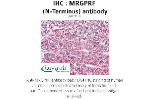 Image no. 1 for anti-MAS-Related GPR, Member F (Mrgprf) (N-Term) antibody (ABIN1737070)