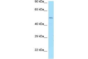 Image no. 1 for anti-Dopamine Receptor D1 (DRD1) (N-Term) antibody (ABIN2789562)