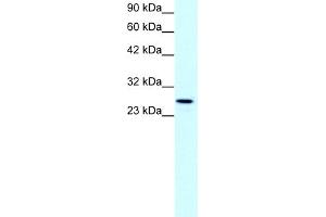 Claudin 13 (CLDN13) (C-Term) antibody