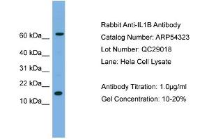 Image no. 3 for anti-Interleukin 1, beta (IL1B) (N-Term) antibody (ABIN5326748)