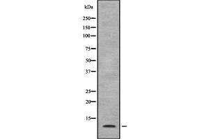 Image no. 2 for anti-Suppressor of Ty 4 Homolog 1 (SUPT4H1) antibody (ABIN6265266)