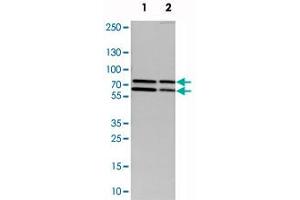 Image no. 4 for anti-Grainyhead-Like 1 (GRHL1) antibody (ABIN5579314)