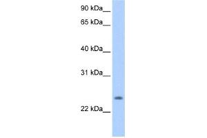 PQLC1 anticorps  (Middle Region)