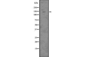 anti-Regulatory Associated Protein of mTOR, Complex 1 (RPTOR) (C-Term) antibody