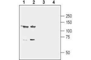 Western blot analysis of mouse (lanes 1 and 3) and rat (lanes 2 and 4) brain membranes: - 1,2.