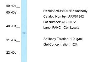 Image no. 1 for anti-Hydroxysteroid (17-Beta) Dehydrogenase 7 (HSD17B7) (Middle Region) antibody (ABIN2788922)