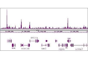 Image no. 2 for anti-Kruppel-Like Factor 5 (Intestinal) (KLF5) (N-Term) antibody (ABIN6972262)