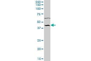NUP43 antibody  (AA 1-380)