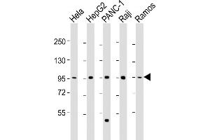 C8orf80 antibody  (AA 279-311)