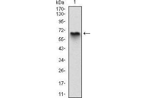 Image no. 4 for anti-Myelin Basic Protein (MBP) antibody (ABIN969279)