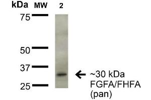 Image no. 2 for anti-Fibroblast Growth Factor 13 (FGF13) (AA 2-18) antibody (Biotin) (ABIN1741082)