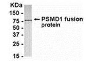 Image no. 1 for anti-Proteasome (Prosome, Macropain) 26S Subunit, Non-ATPase, 1 (PSMD1) (AA 21-270) antibody (ABIN2468167)