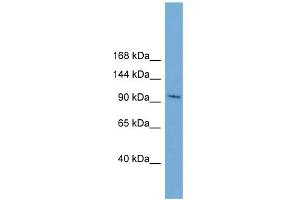 Image no. 1 for anti-serine/threonine Kinase 31 (STK31) (N-Term) antibody (ABIN2784304)