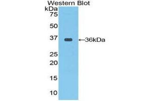 CRAF antibody  (AA 342-619)