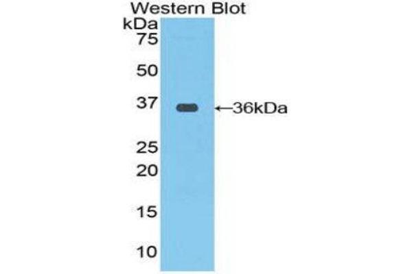CRAF antibody  (AA 342-619)