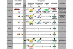 APC2 anticorps  (C-Term)