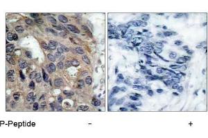 NCOA1 anticorps  (pTyr529)