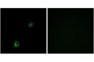 Image no. 2 for anti-Frizzled Family Receptor 9 (FZD9) (AA 542-591) antibody (ABIN1535616)