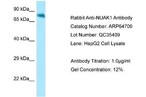 Image no. 1 for anti-NUAK Family, SNF1-Like Kinase, 1 (NUAK1) (N-Term) antibody (ABIN2789933)