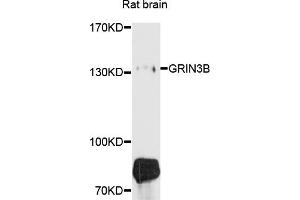Image no. 2 for anti-Glutamate Receptor, Ionotropic, N-Methyl D-Aspartate 3B (GRIN3B) antibody (ABIN4903825)