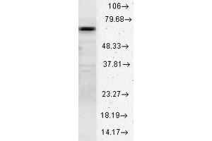 Image no. 3 for anti-Heat Shock 70kDa Protein 8 (HSPA8) (AA 550-646) antibody (HRP) (ABIN2486624)