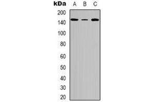 Image no. 1 for anti-Tensin Like C1 Domain Containing Phosphatase (Tensin 2) (TENC1) (pTyr483) antibody (ABIN2801354)
