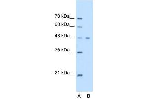 eEF1A1 antibody  (C-Term)