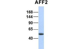 Image no. 3 for anti-AF4/FMR2 Family, Member 2 (AFF2) (N-Term) antibody (ABIN2778348)