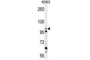 C4orf21 Antibody (N-term) western blot analysis in K562 cell line lysates (35µg/lane).