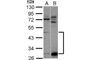 Image no. 1 for anti-Zinc Finger Protein 410 (ZNF410) (AA 36-261) antibody (ABIN1501842)