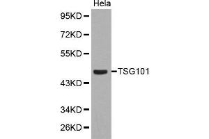 Image no. 1 for anti-Tumor Susceptibility Gene 101 (TSG101) antibody (ABIN1513646)