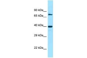 Image no. 1 for anti-Family with Sequence Similarity 54, Member A (FAM54A) (C-Term) antibody (ABIN2784681)