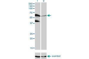 Image no. 2 for anti-Peptidylprolyl Isomerase (Cyclophilin)-Like 4 (PPIL4) (AA 395-466) antibody (ABIN566621)