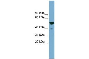 Image no. 2 for anti-F-Box Protein 9 (FBXO9) (Middle Region) antibody (ABIN2774704)