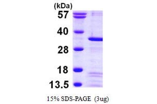 PEF1 Protein (AA 1-284) (His tag)