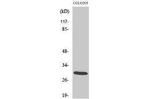 Image no. 1 for anti-14-3-3 zeta (YWHAZ) (Tyr330) antibody (ABIN3183080)