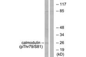 Image no. 1 for anti-Calmodulin 1 (Calm1) (AA 46-95), (pThr79) antibody (ABIN1531529)