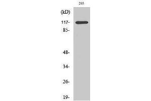 Image no. 1 for anti-Histone Deacetylase 4 (HDAC4) (pSer632) antibody (ABIN3182024)